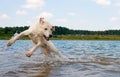 Dog jumping in the water Royalty Free Stock Photo