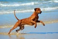 Dog jumping water Royalty Free Stock Photo