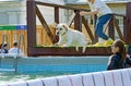 The dog jumps into the pool of water