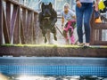 The dog jumps into the pool of water