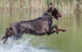 Dog jumps in the water Royalty Free Stock Photo