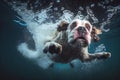 Dog jumps into water to catch ball underwater Royalty Free Stock Photo