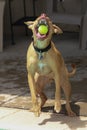 Dog just about to grab her ball by the side of the pool Royalty Free Stock Photo