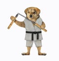 Dog karate athlete with nunchuck 3 Royalty Free Stock Photo