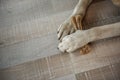 Dog keeping treat on floor