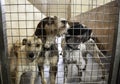 Dog in kennel Royalty Free Stock Photo