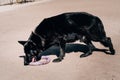 Dog from the kennel of working German shepherds. A large adult male German shepherd dog of black color plays with a blue dog toy