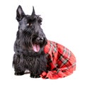 Dog in kilt Royalty Free Stock Photo