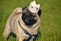 Dog-King. Young pug-dog.Young energetic dog on a walk. Sun. Funny face. How to protect your dog from overheating.
