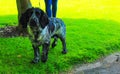 Dog in Kingsnorth Gardens Folkestone England Royalty Free Stock Photo