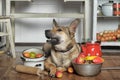 Dog in the kitchen