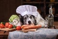 Dog in the kitchen with vegetables. Nutrition for animals, natural food. Border Collie in a Cooking Hat Royalty Free Stock Photo