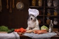 Dog in the kitchen with vegetables. Nutrition for animals, natural food. Border Collie in a Cooking Hat Royalty Free Stock Photo