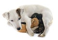Dog and kitten Royalty Free Stock Photo