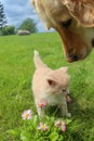 Dog and kitten Royalty Free Stock Photo