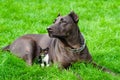 Dog and kitten Royalty Free Stock Photo