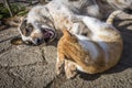 Dog and kitten playing outside in the yard.