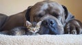 A dog and a kitten sleeping together on a blanket Royalty Free Stock Photo