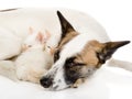 Dog with kittens sleeping together. on white background Royalty Free Stock Photo