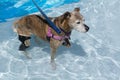 Dog with knee brace in swimming pool