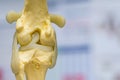 Dog knee joint mold back view, meniscus and cruciate ligament Royalty Free Stock Photo