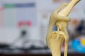 Dog knee mold side view and blurred background Royalty Free Stock Photo