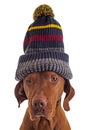 Dog with knitted hat Royalty Free Stock Photo