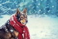 Dog with knitted scarf tied around the neck Royalty Free Stock Photo