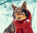 Dog with knitted scarf tied around the neck Royalty Free Stock Photo