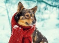 Dog with knitted scarf tied around the neck Royalty Free Stock Photo