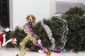 dog knocked over the Christmas tree, naughty puppy, merry Christmas. Royalty Free Stock Photo