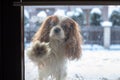 Dog knocks on door of glass house with his paw, Cavalier King Charles Spaniel ask for home from cold snowy winter chill. Blured Royalty Free Stock Photo