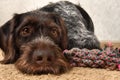 Dog and knot toys lie on the mat Royalty Free Stock Photo