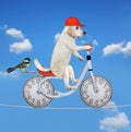 Dog rides bike on tightrope