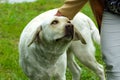 The dog is a labrador. An adult dog sits