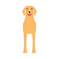 Dog labrador animal pet vector icon front view. Isolated puppy cute cartoon happy friend. Brown standing canine silhouette