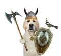 Dog labrador armed with battle axe and shield Royalty Free Stock Photo