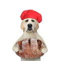 Dog labrador baker holds loaf of rye bread Royalty Free Stock Photo