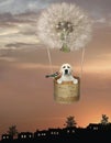 Dog in basket of dandelion balloon