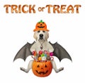 Dog labrador with bat wings for halloween 2