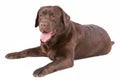 Dog labrador brown on white background Royalty Free Stock Photo