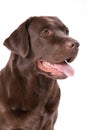 Dog labrador brown on white background