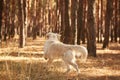 The dog is a labrador in the forest. Friendly dog. Royalty Free Stock Photo