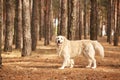 The dog is a labrador in the forest. Friendly dog. Royalty Free Stock Photo