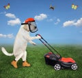 Dog labrador in helmet mowing lawn 2 Royalty Free Stock Photo
