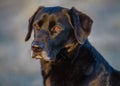 Black Labrador Din the field