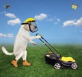 Dog labrador in helmet mowing lawn Royalty Free Stock Photo