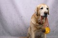 Dog labrador holding shopping mesh bag with fruits and vegetables. Zero waste concept. Space for text