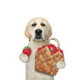 Dog labrador holds basket of strawberries Royalty Free Stock Photo