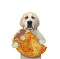 Dog labrador holds fried pie with meat Royalty Free Stock Photo